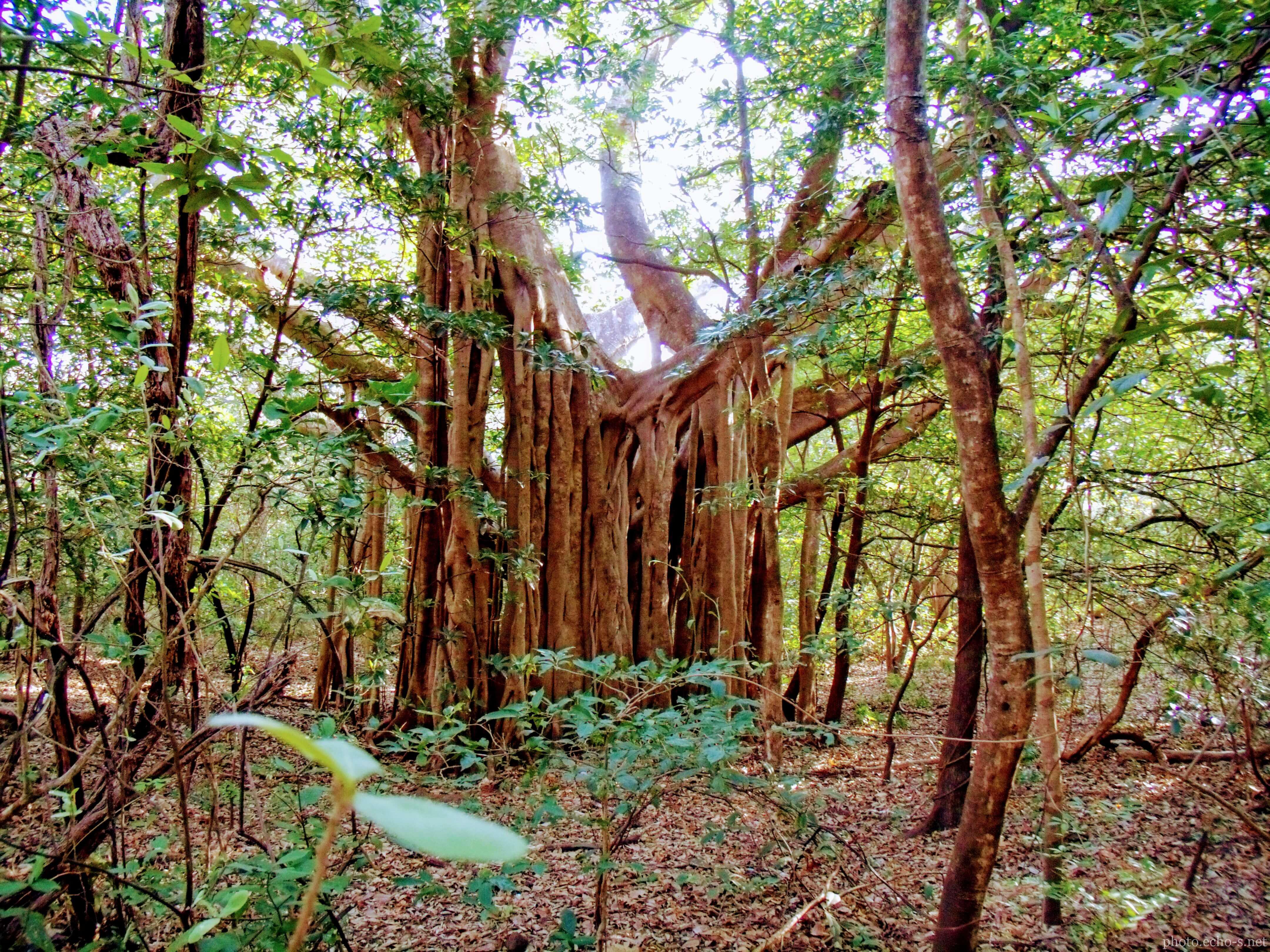 コスタリカ共和国 サンタ・ロサ国立公園