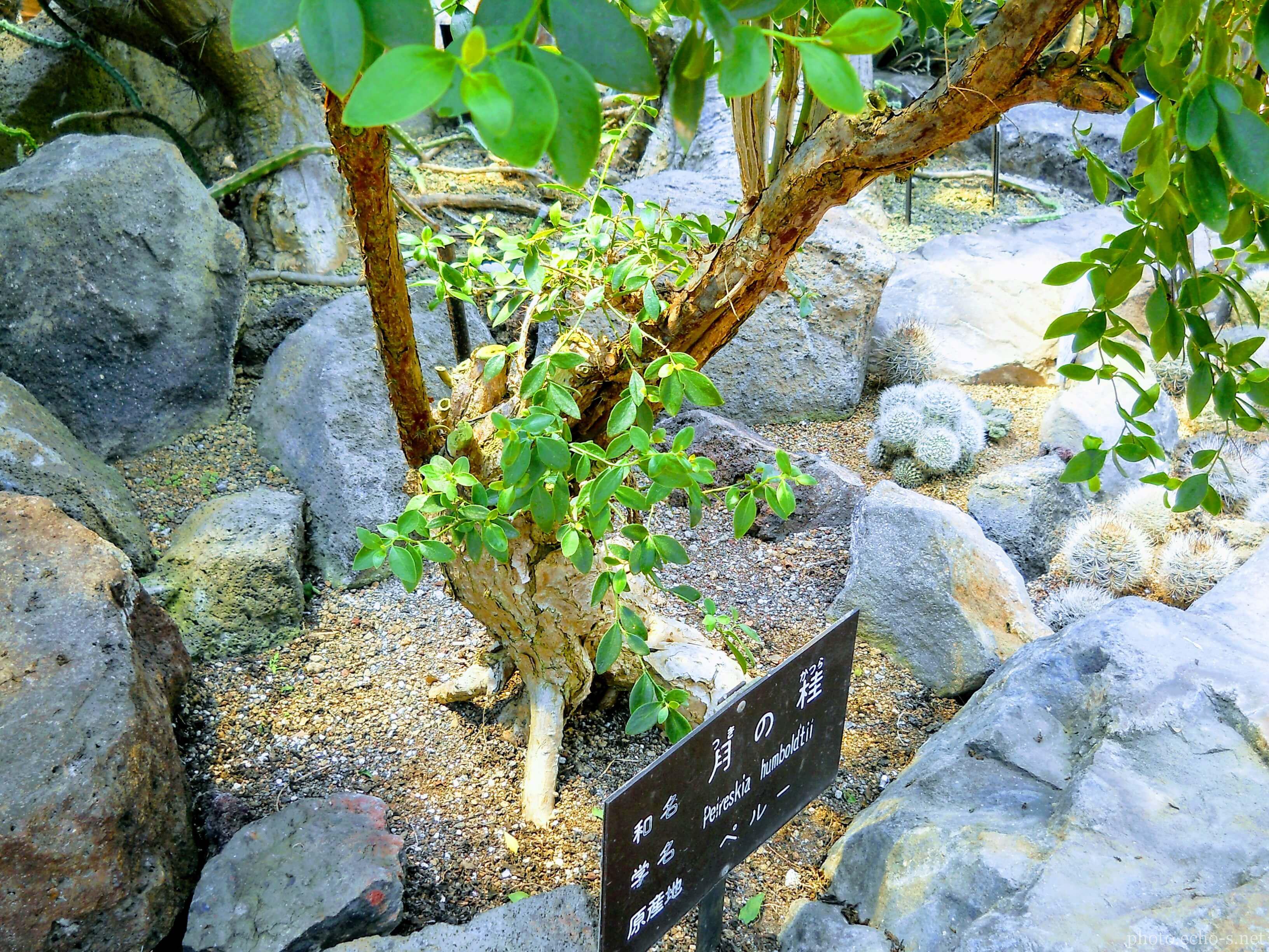 伊豆シャボテン公園 コノハサボテン 月の桂