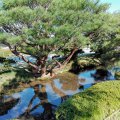 金沢 兼六園 赤松と水面
