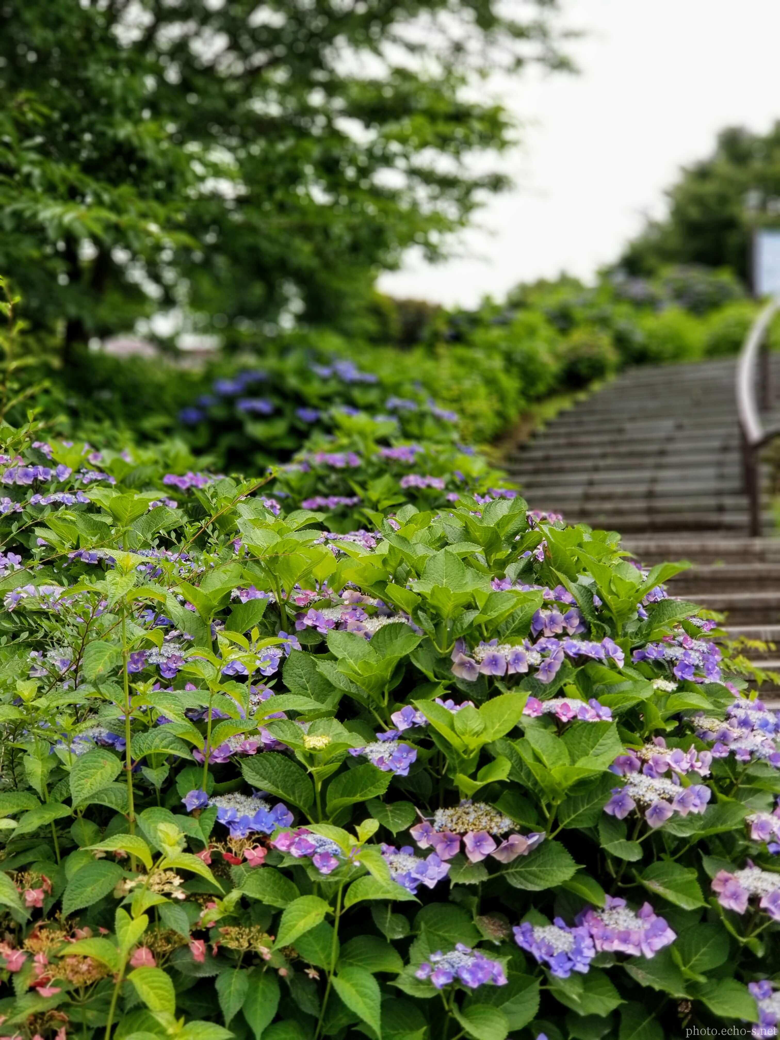 葛西臨海公園 紫陽花 中央園路横階段