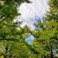 昭和記念公園 カナール周辺 銀杏と斑雲