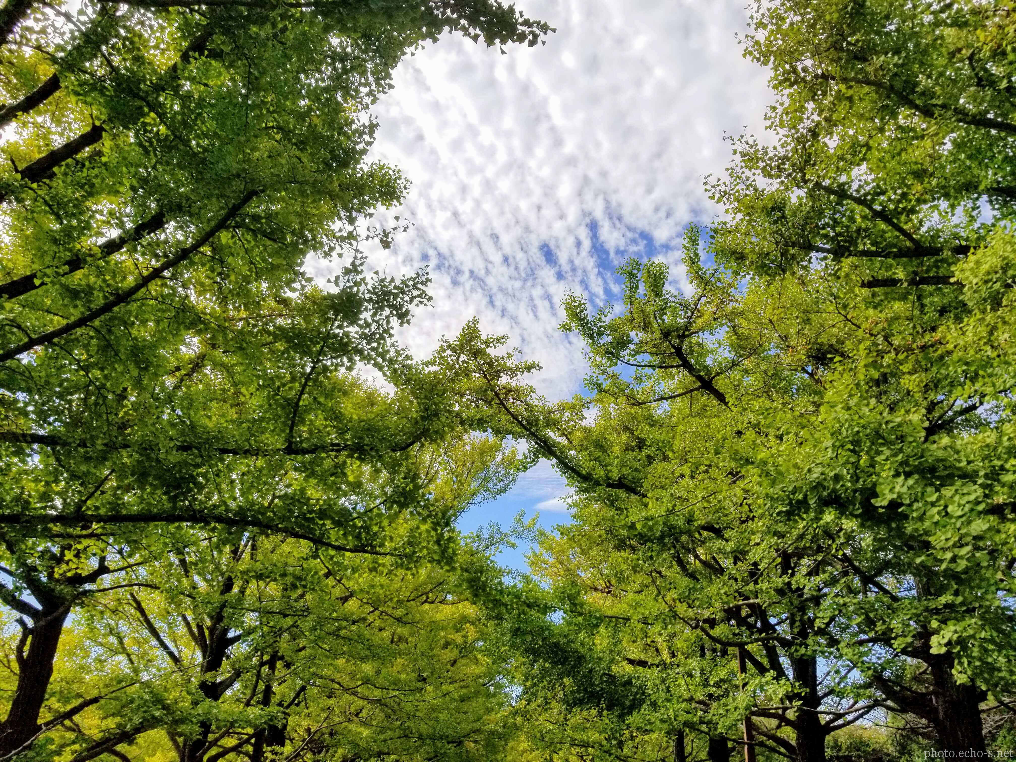 昭和記念公園 カナール周辺 銀杏と斑雲