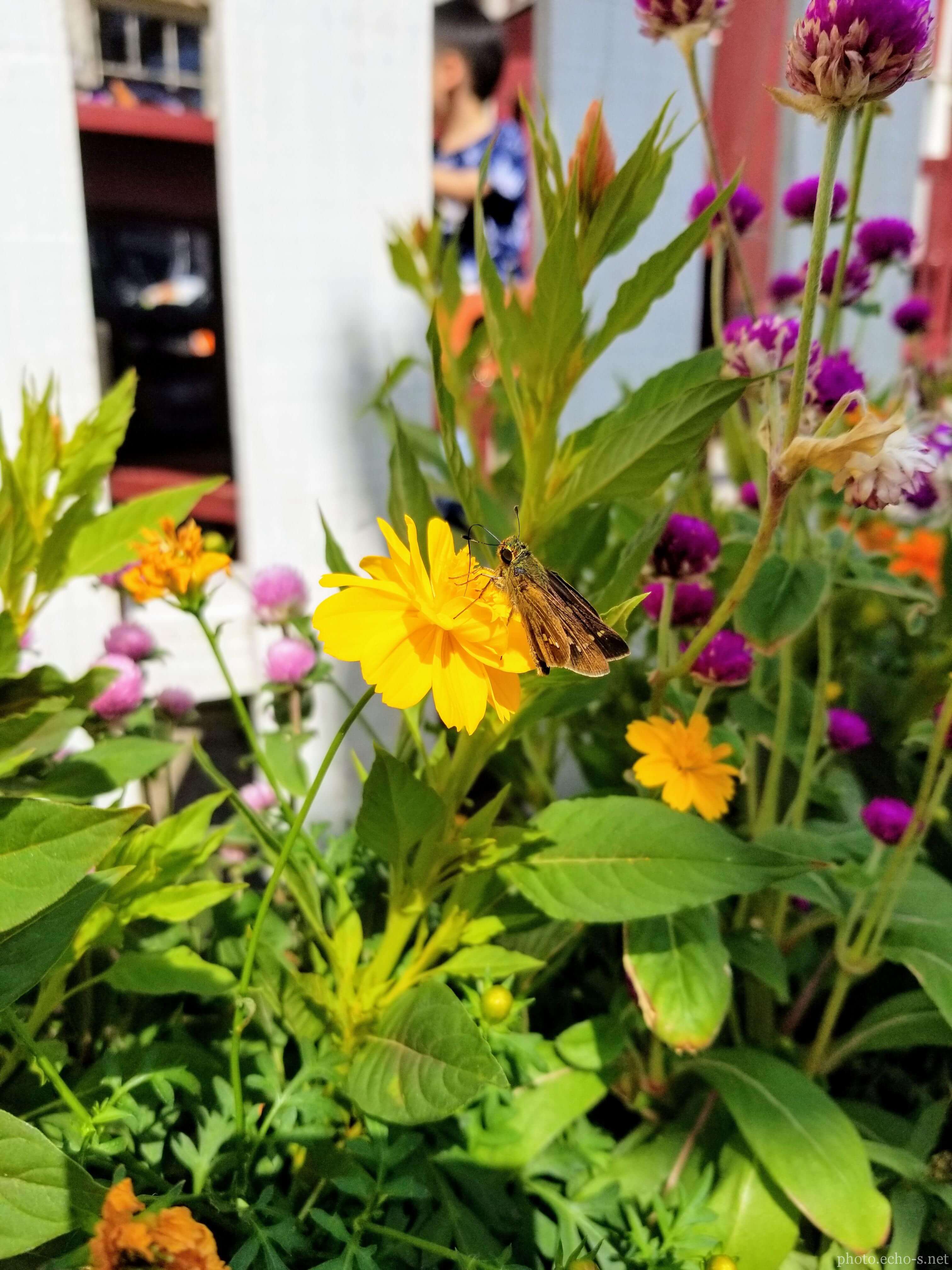 東京ディズニーシー ケープコッド・クックオフ近く 東京ディズニーシー ケープコッド・クックオフ近く