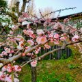 横浜 山手イタリア山庭園 ブラフ18番館 梅 横浜 山手イタリア山庭園 ブラフ18番館 梅