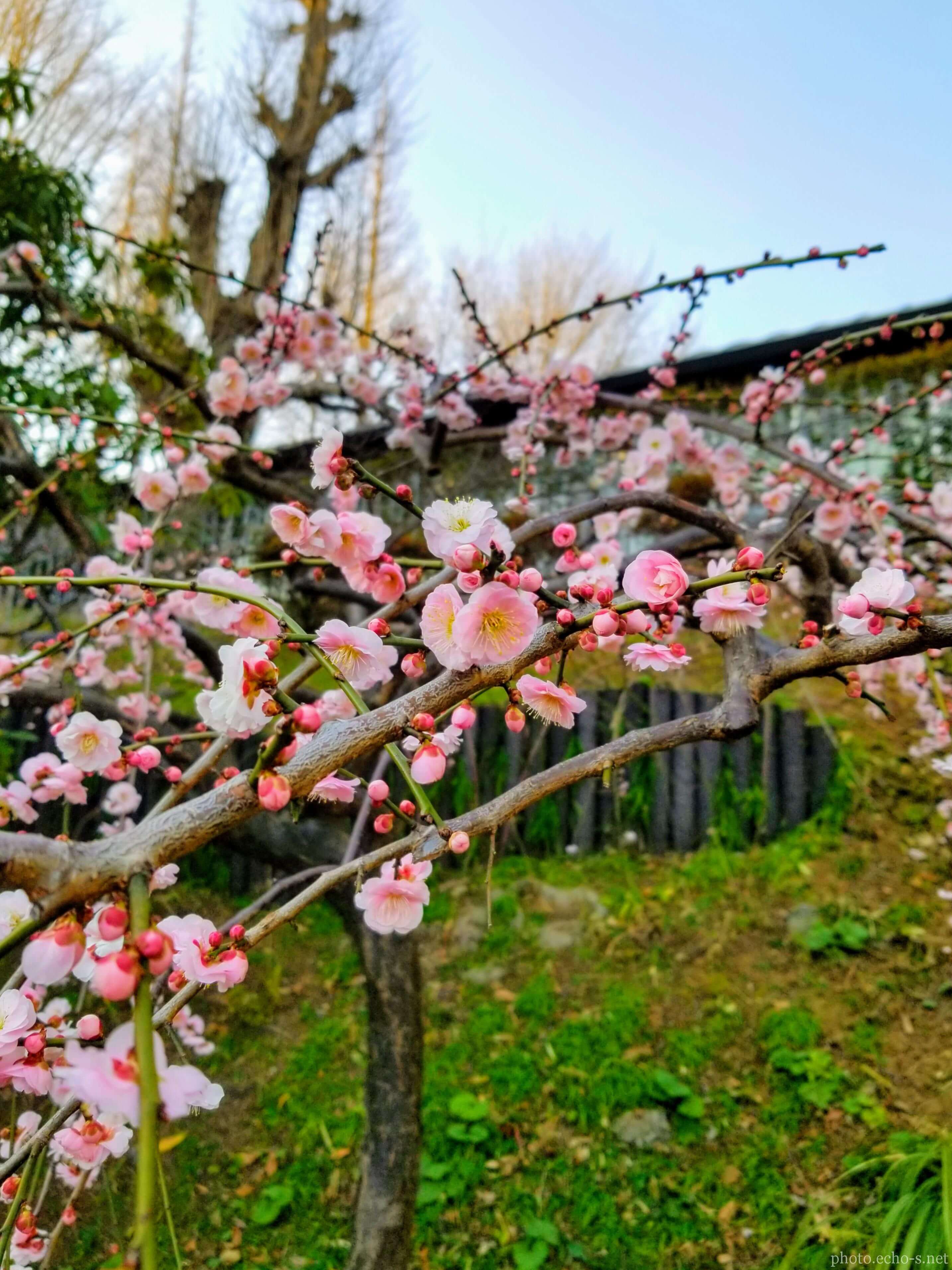 横浜 山手イタリア山庭園 ブラフ18番館 梅 横浜 山手イタリア山庭園 ブラフ18番館 梅