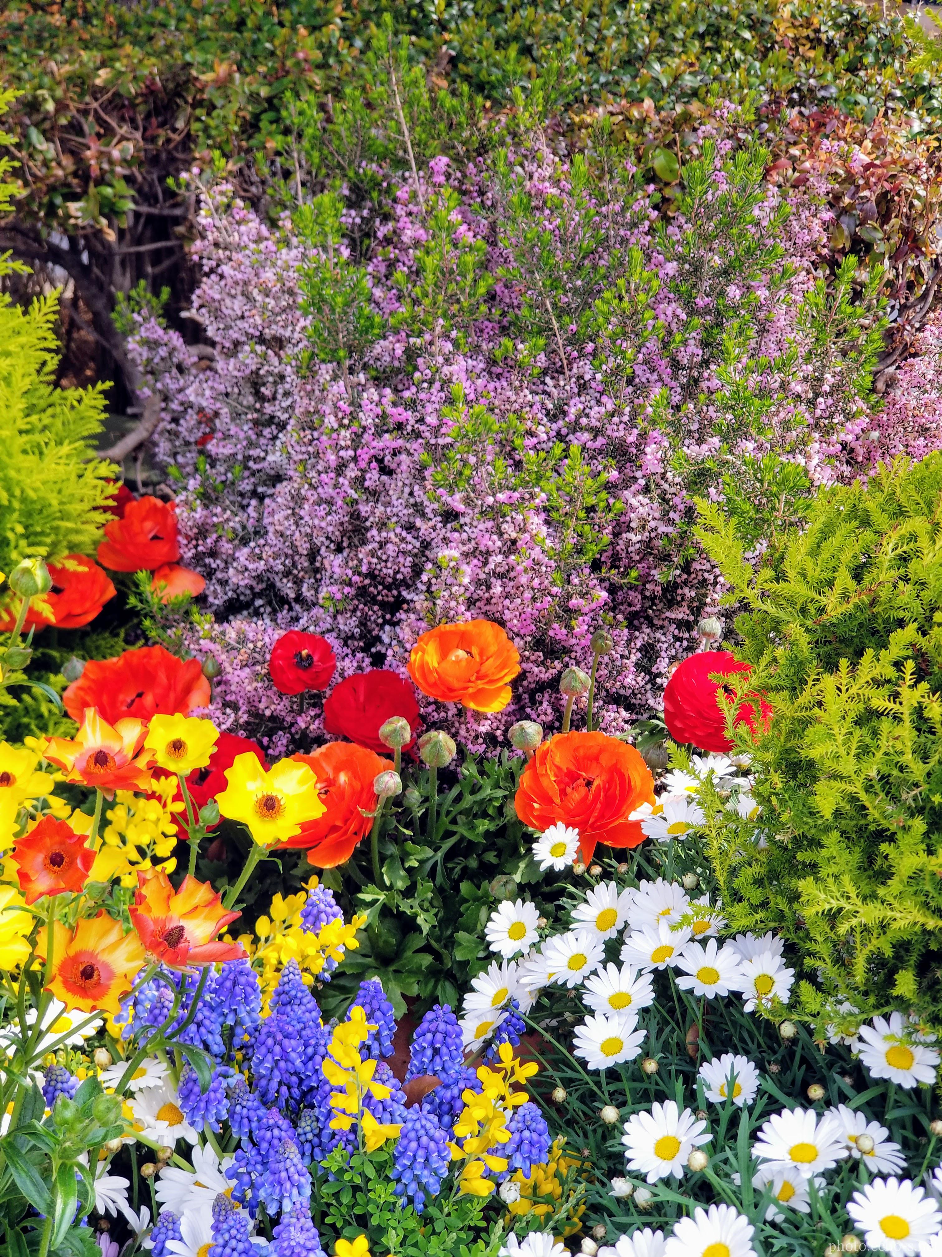 東京ディズニーシー メディテレーニアンハーバー ピアッツァ・トポリーノ ラナンキュラス エリカ 東京ディズニーシー メディテレーニアンハーバー ピアッツァ・トポリーノ ラナンキュラス エリカ