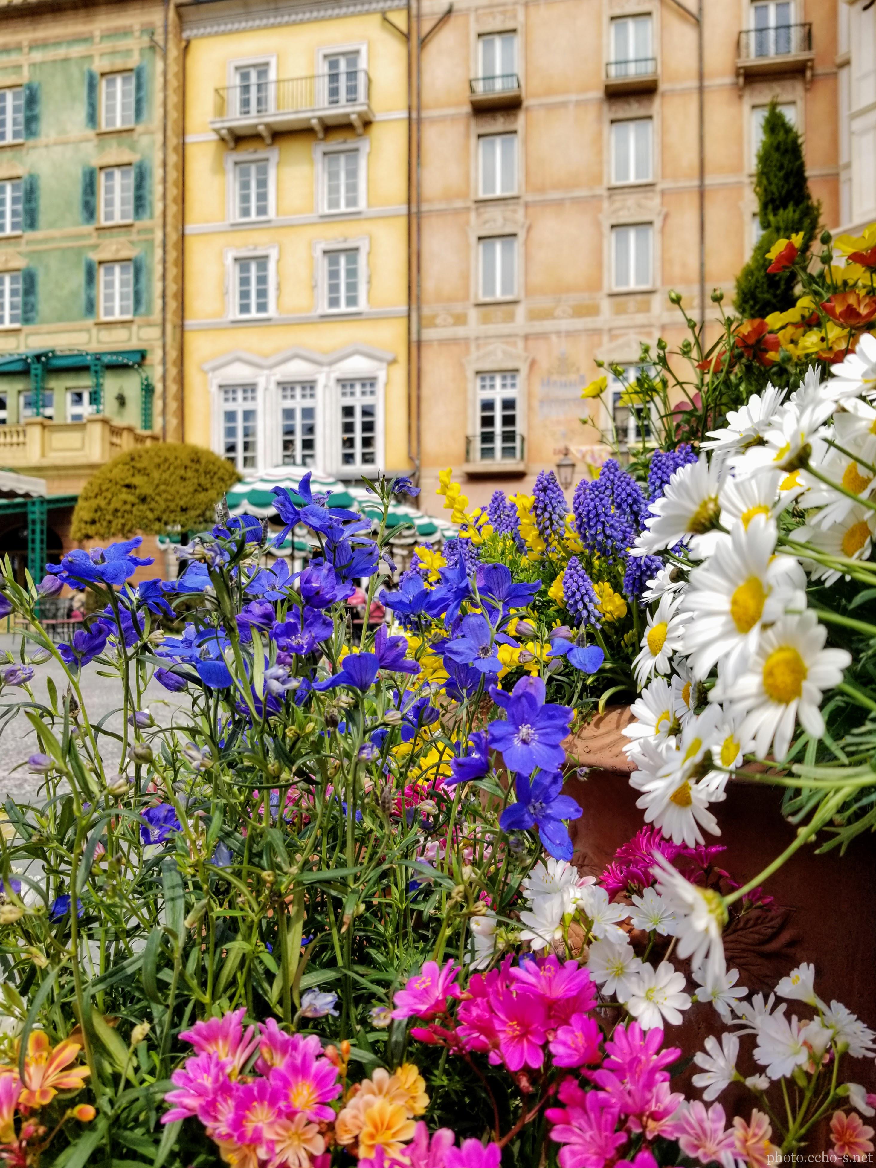 東京ディズニーシー メディテレーニアンハーバー ピアッツァ・トポリーノ デルフィニウム デイジー 東京ディズニーシー メディテレーニアンハーバー ピアッツァ・トポリーノ デルフィニウム デイジー