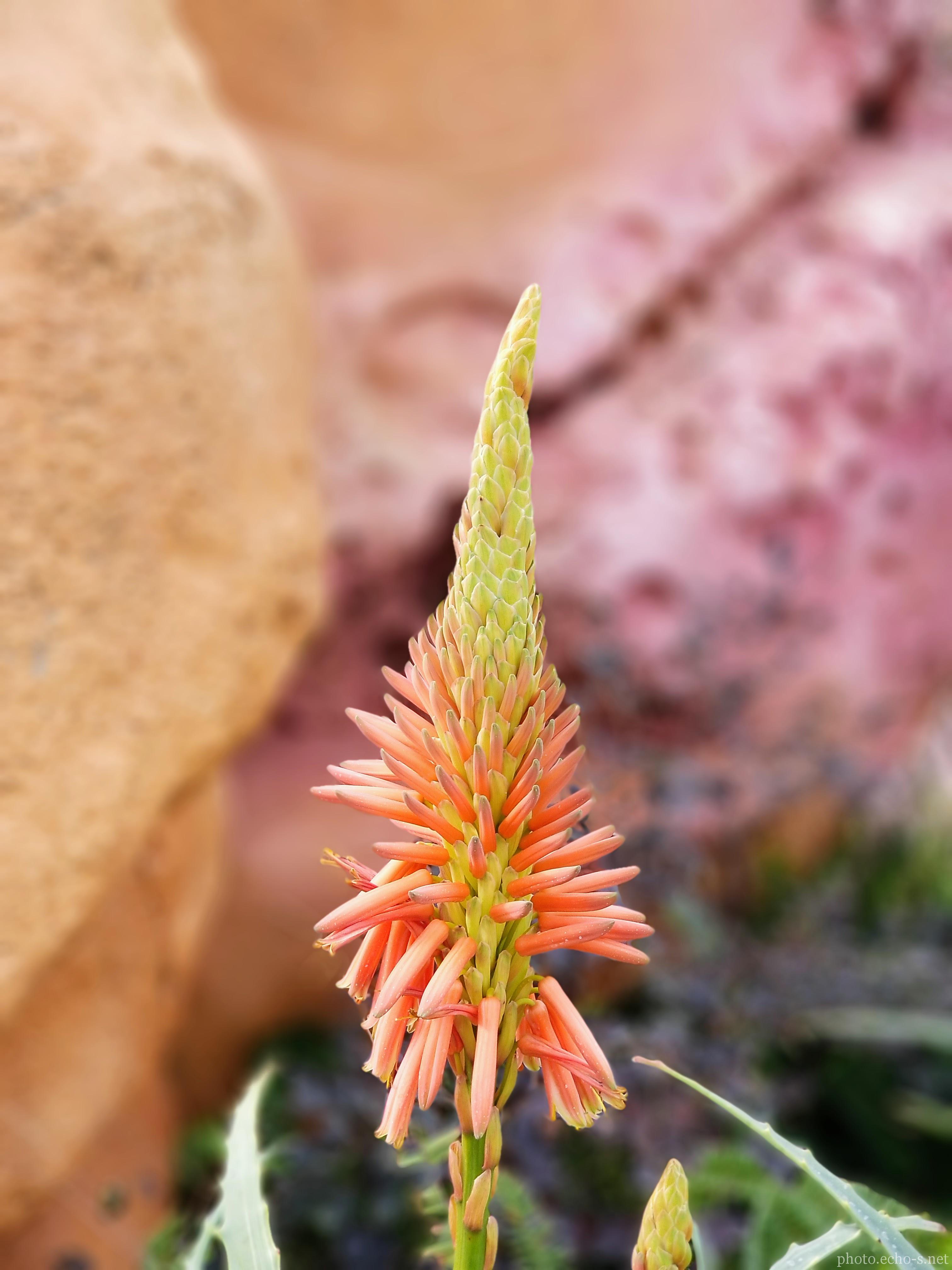 東京ディズニーシー マーメイドラグーン キダチアロエ 東京ディズニーシー マーメイドラグーン キダチアロエ