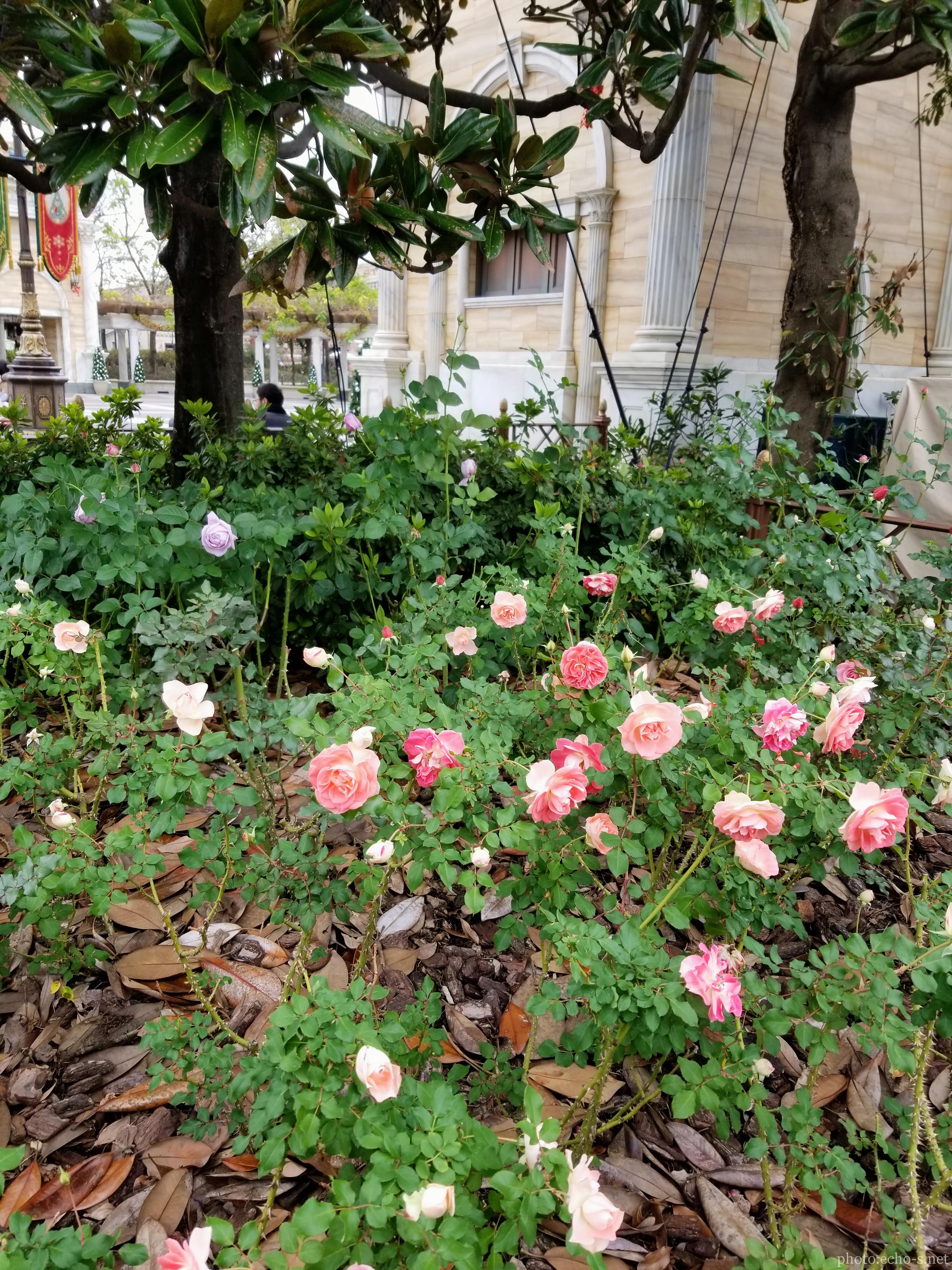 東京ディズニーシー アメリカンウォーターフロント ディズニーランドローズ 東京ディズニーシー アメリカンウォーターフロント ディズニーランドローズ