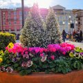 東京ディズニーシー メディテレーニアンハーバー カフェ・ポルトフィーノ 花壇 東京ディズニーシー メディテレーニアンハーバー カフェ・ポルトフィーノ 花壇