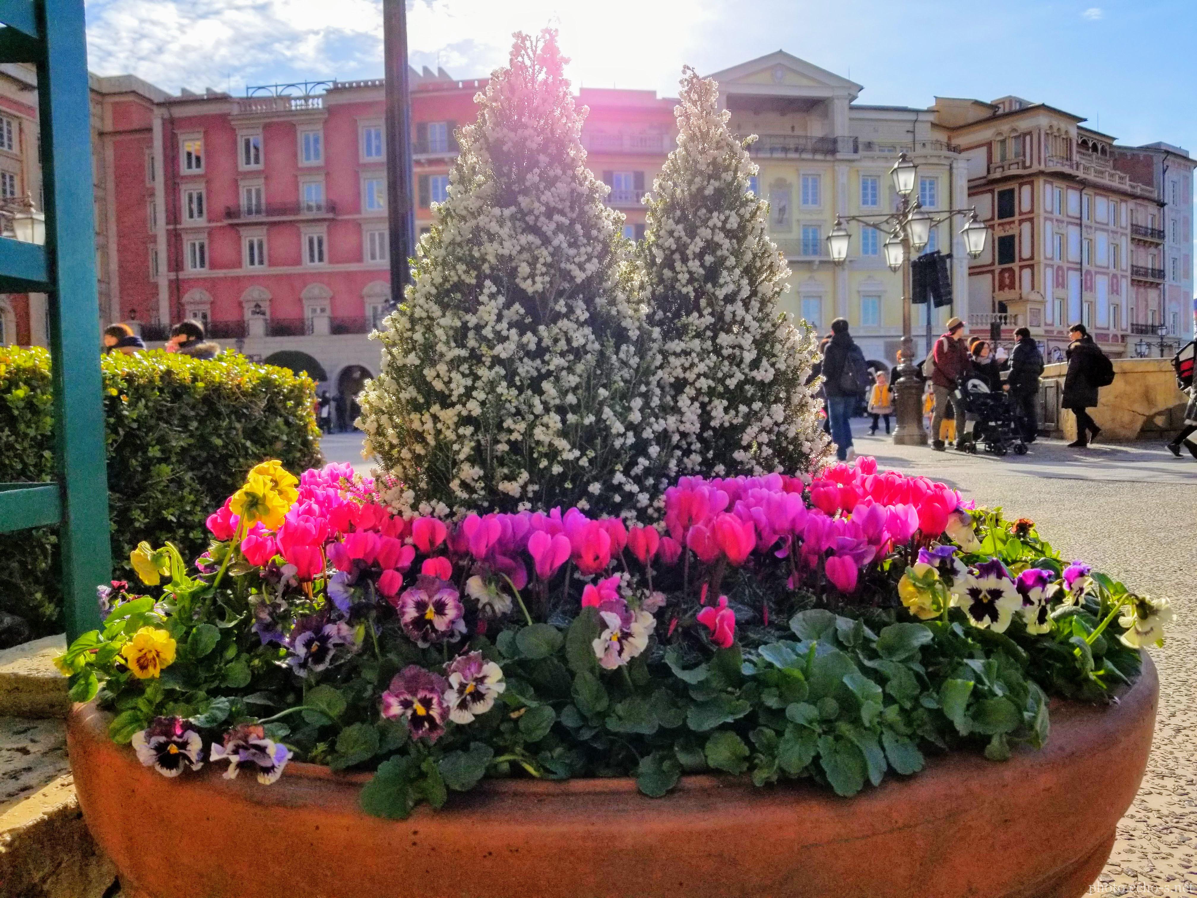 東京ディズニーシー メディテレーニアンハーバー カフェ・ポルトフィーノ 花壇 東京ディズニーシー メディテレーニアンハーバー カフェ・ポルトフィーノ 花壇