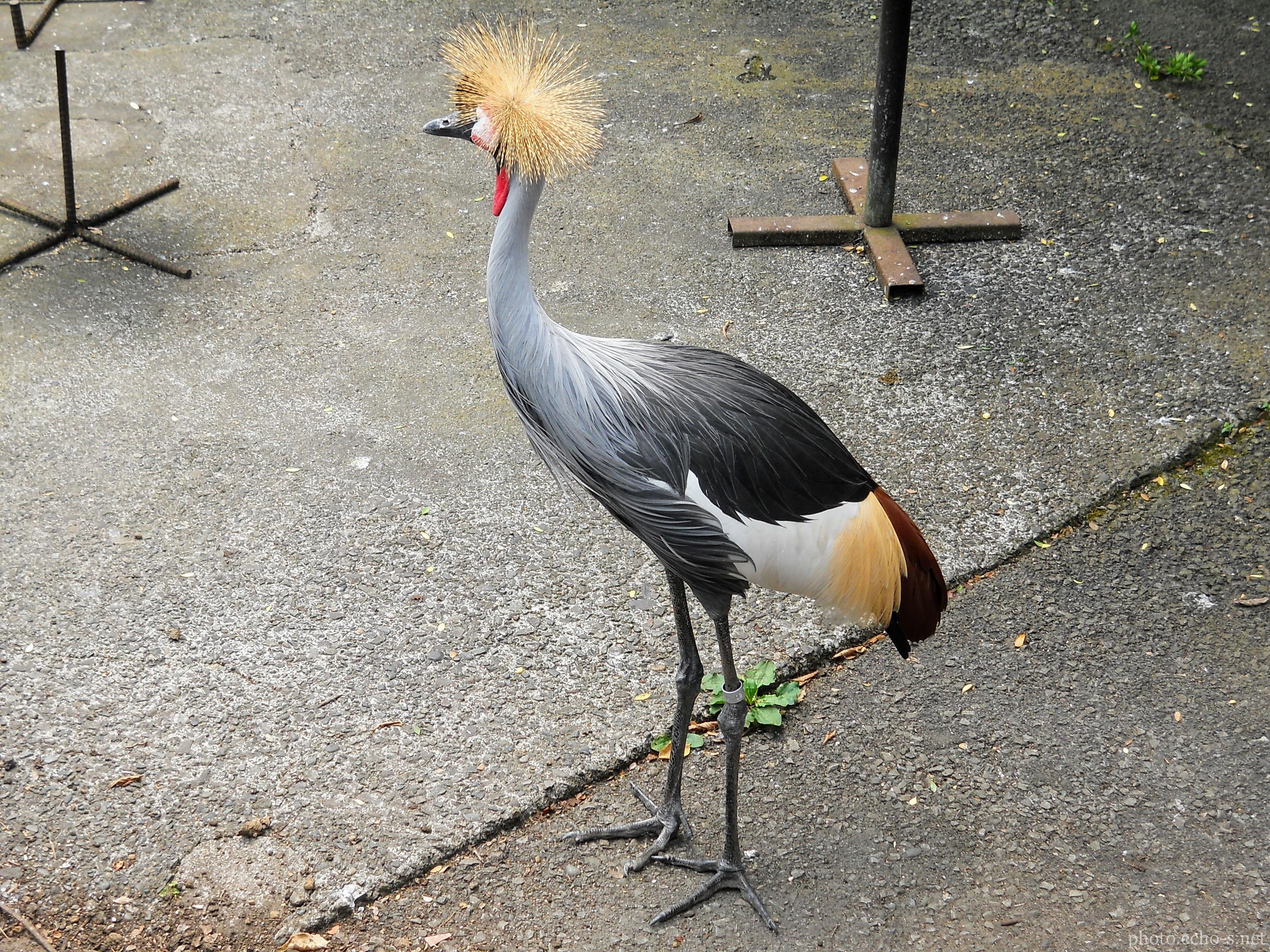 伊豆シャボテン公園 ホオジロカンムリヅル 風景 響鳴写真館 伊豆シャボテン公園 ホオジロカンムリヅル 風景 響鳴写真館