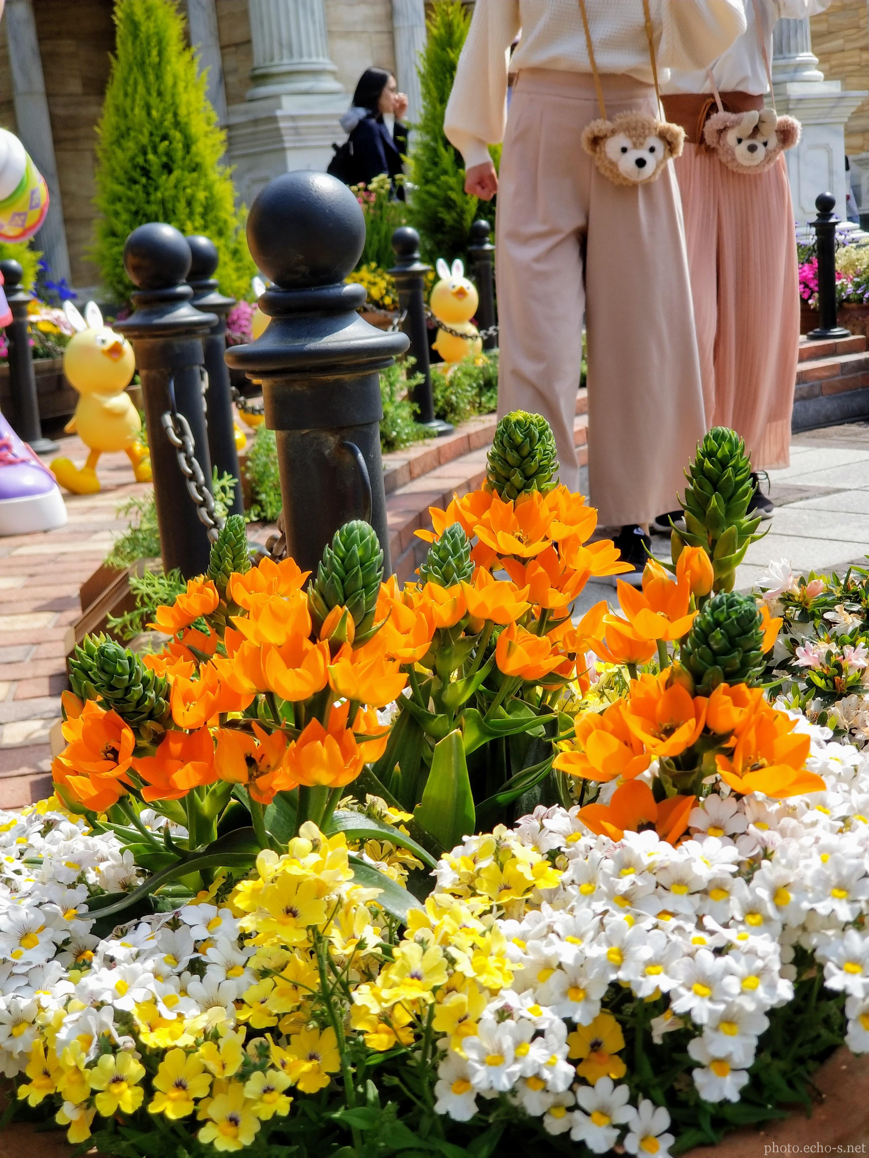 東京ディズニーシー アメリカンウォーターフロント ウォーターフロントパーク ネメシア オーニソガラム・ダビウム 東京ディズニーシー アメリカンウォーターフロント ウォーターフロントパーク ネメシア オーニソガラム・ダビウム