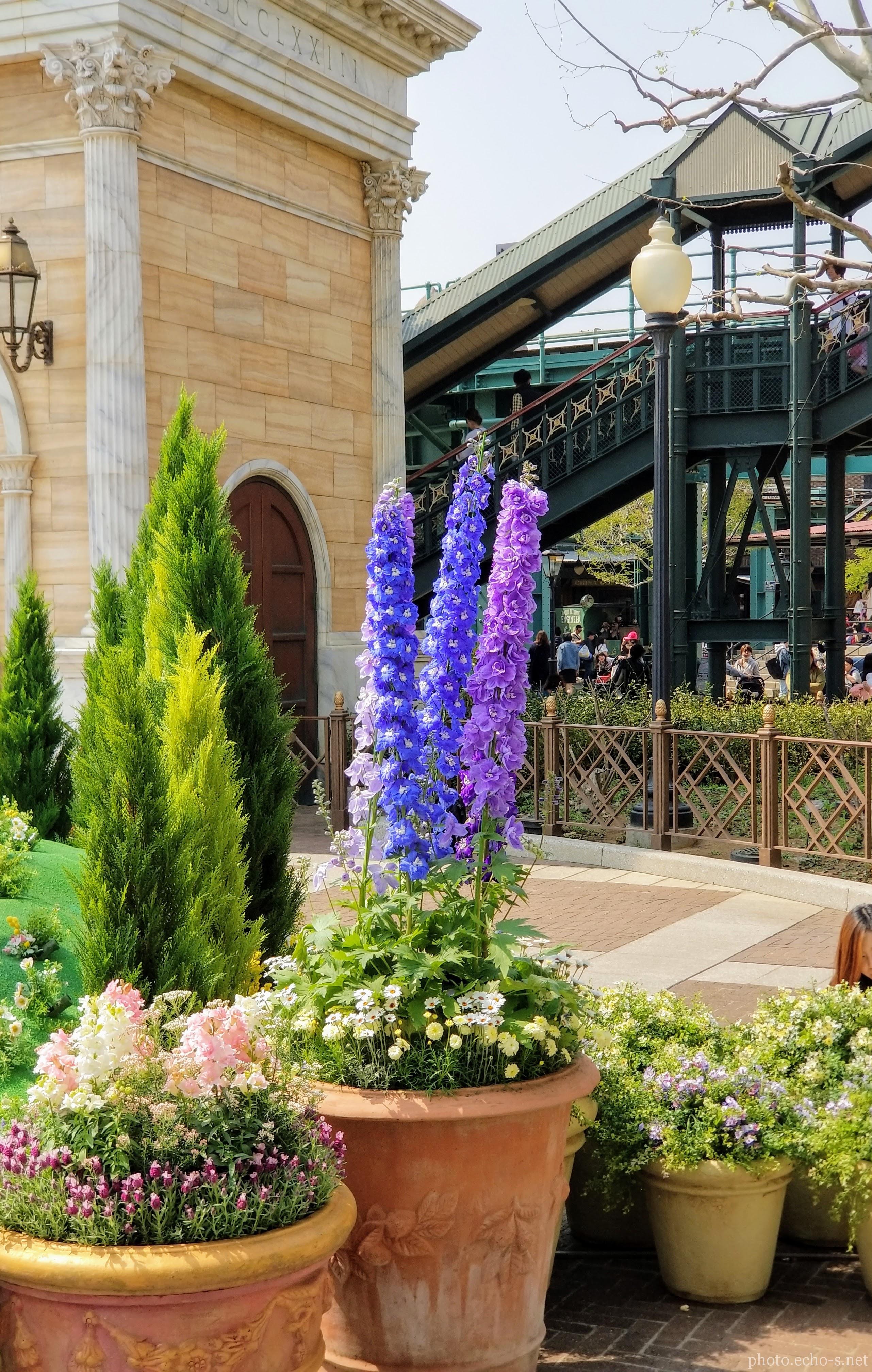 東京ディズニーシー アメリカンウォーターフロント ウォーターフロントパーク デルフィニウム 東京ディズニーシー アメリカンウォーターフロント ウォーターフロントパーク デルフィニウム