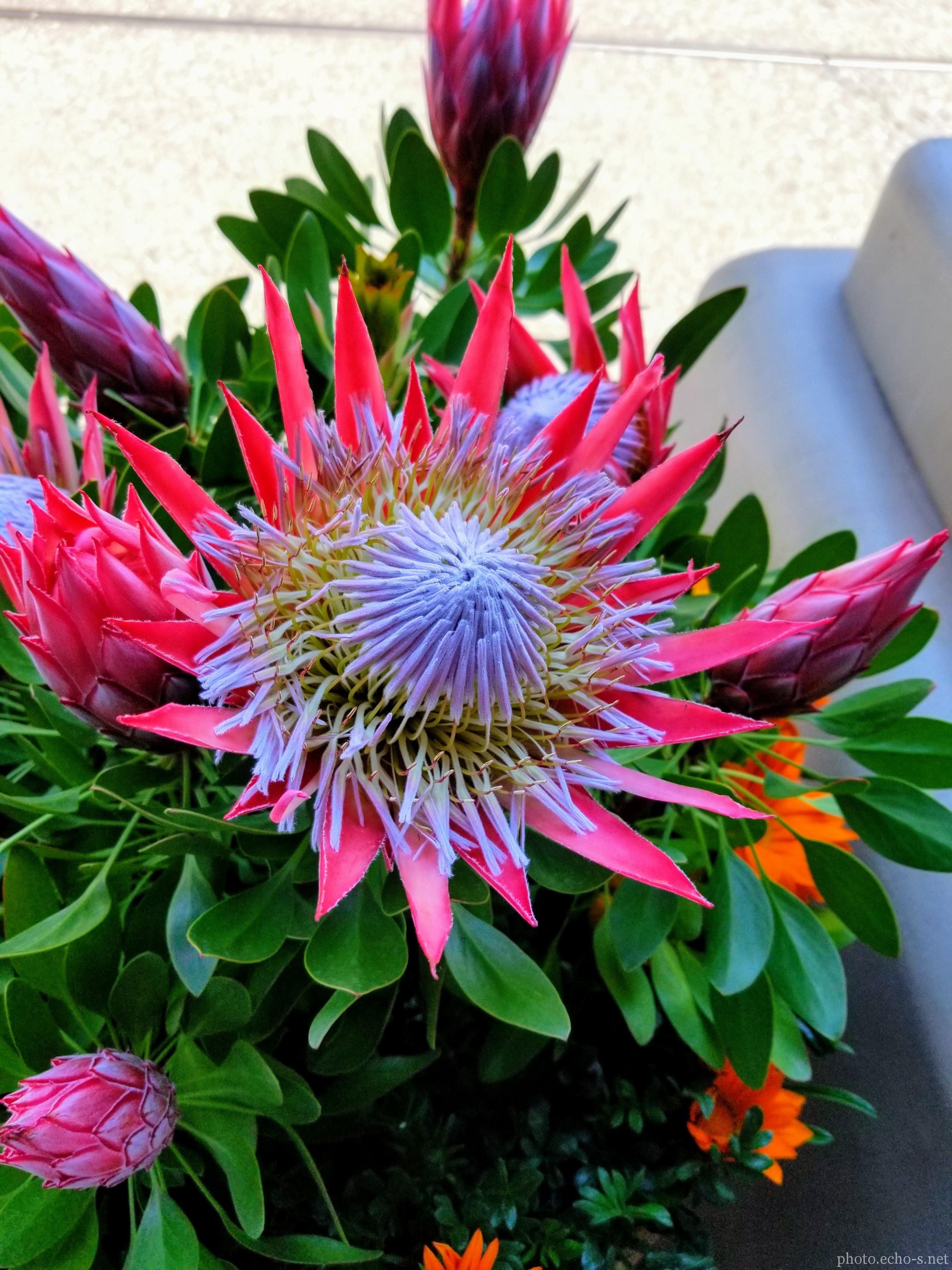 東京ディズニーシー アメリカンウォーターフロント キングプロテア 東京ディズニーシー アメリカンウォーターフロント キングプロテア