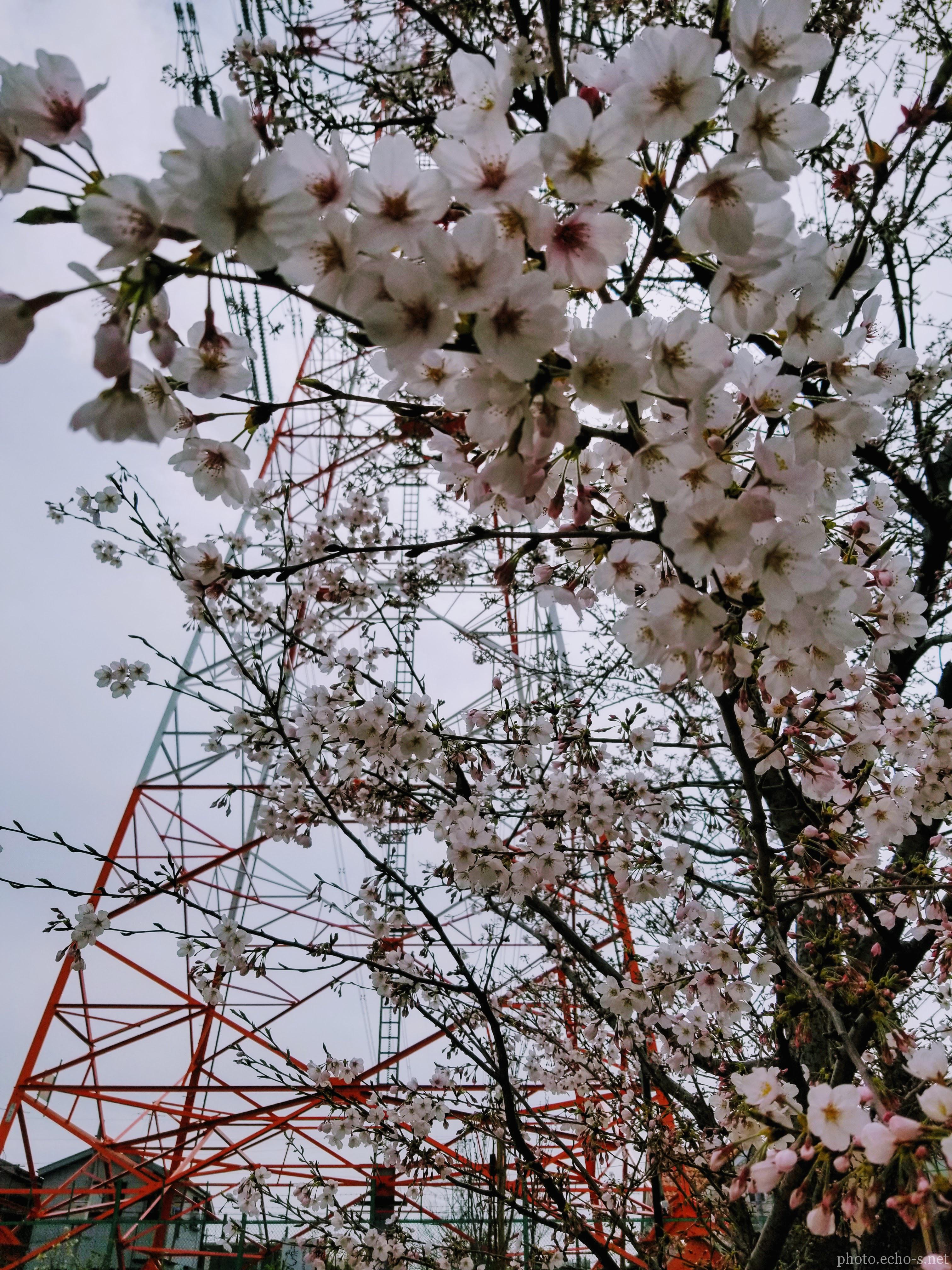 新浦安 富士見 しおかぜ緑道 鉄塔 桜