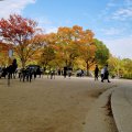 松戸 21世紀の森と広場 紅葉