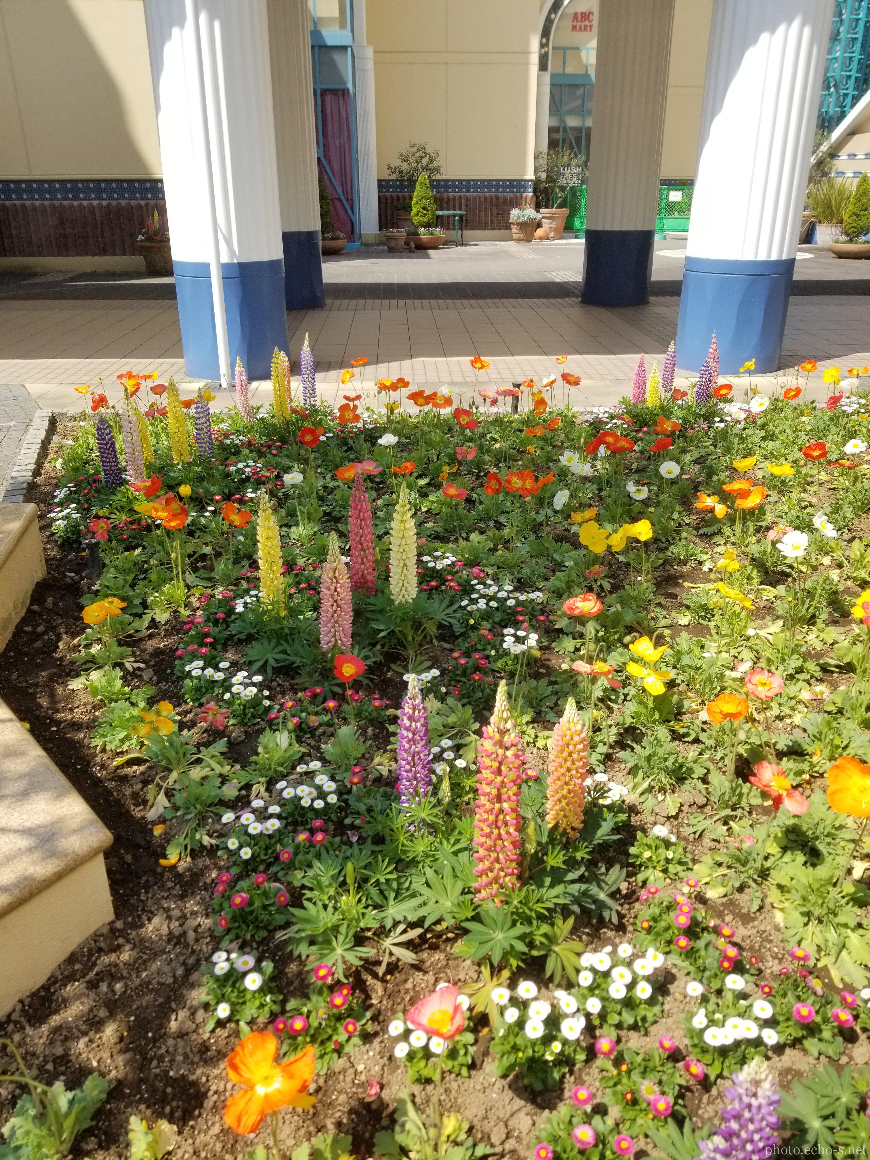 舞浜 イクスピアリ ディズニーアンバサダーホテル中庭 花壇 風景 響鳴写真館 舞浜 イクスピアリ ディズニーアンバサダーホテル中庭 花壇 風景 響鳴写真館