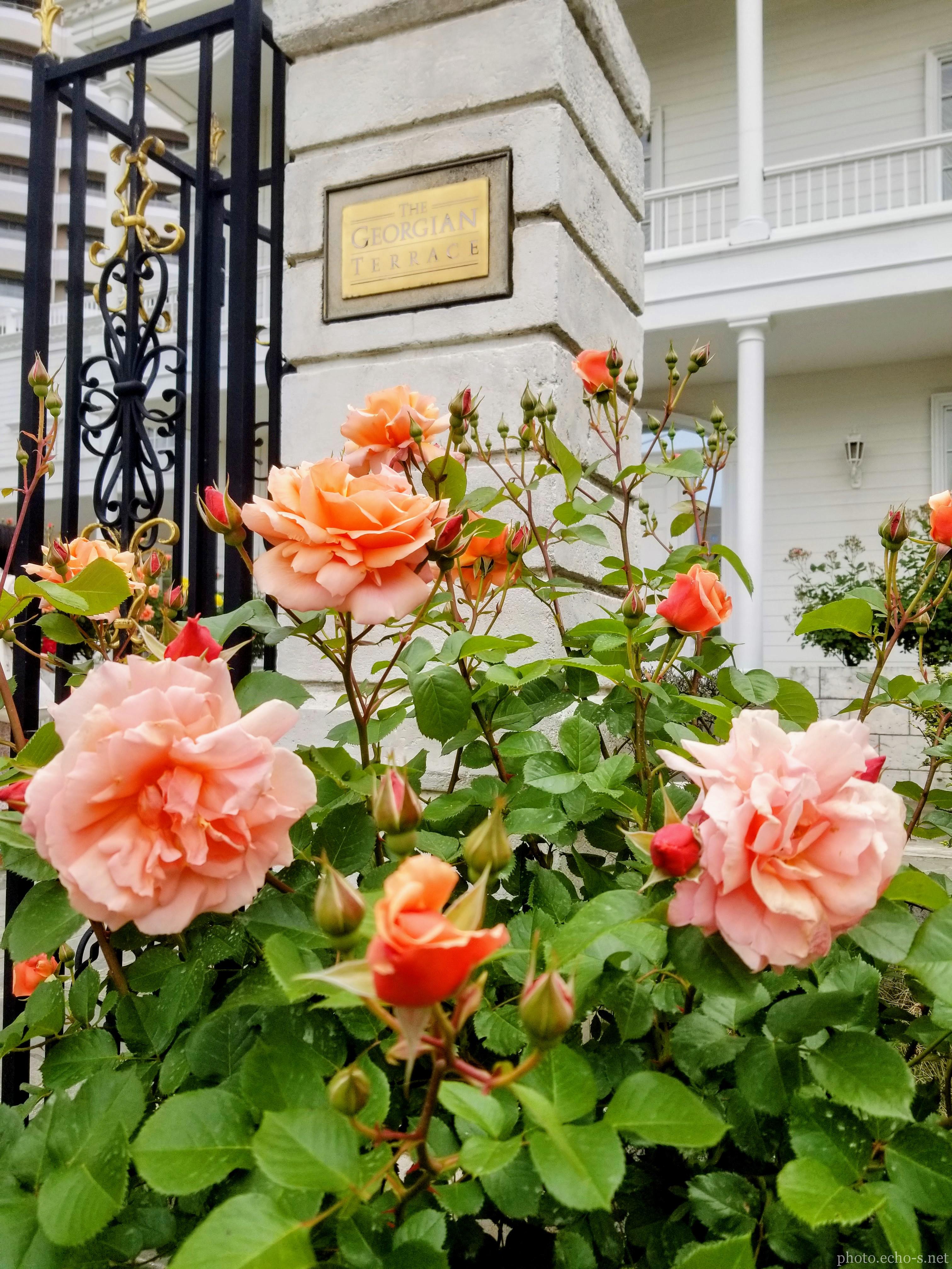 舞浜 シェラトン・グランデ・トーキョーベイ・ホテル シェラトンガーデン ジョージアンテラス 舞浜 シェラトン・グランデ・トーキョーベイ・ホテル シェラトンガーデン ジョージアンテラス