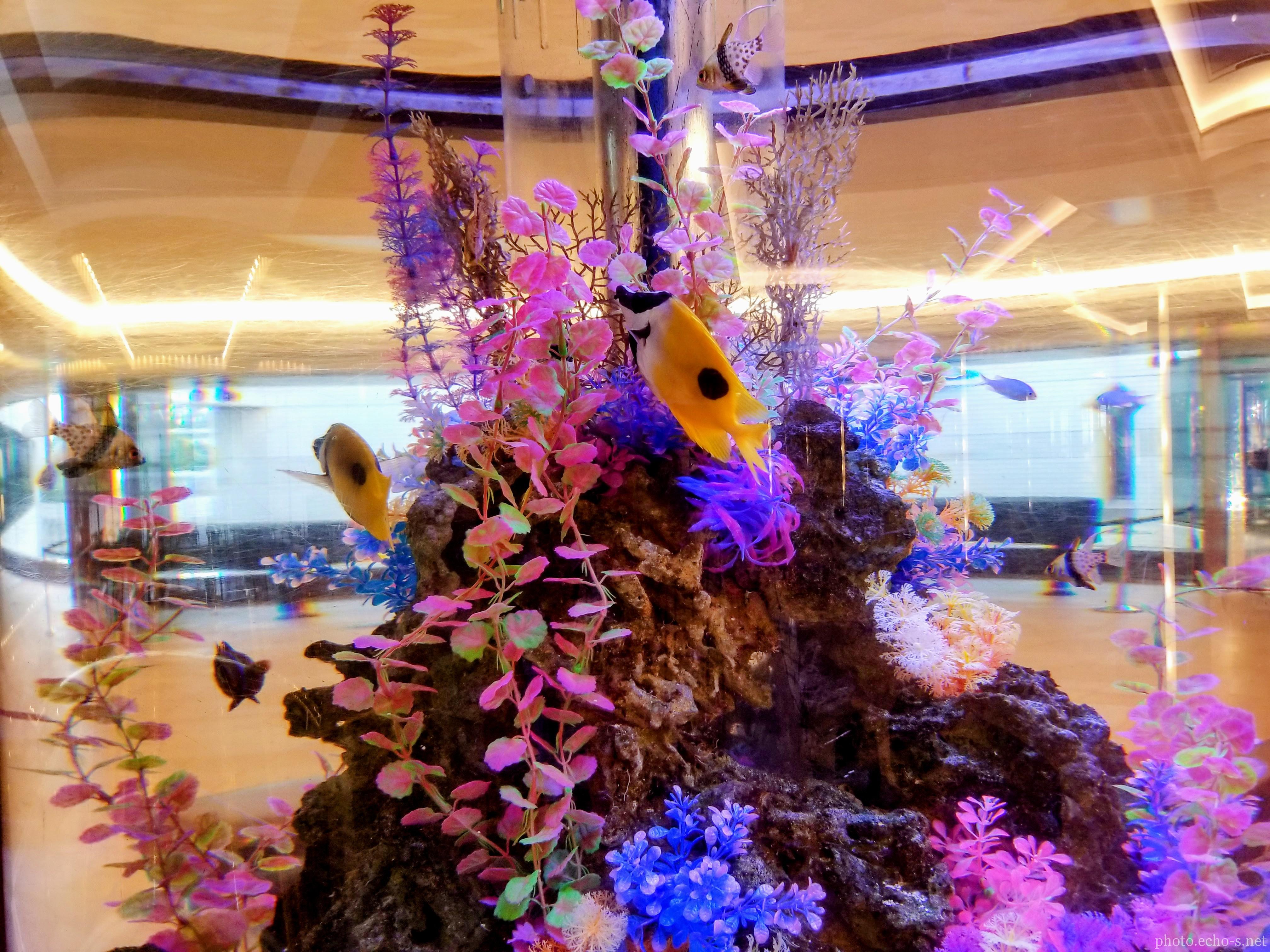 舞浜 シェラトン・グランデ・トーキョーベイ・ホテル ロビー 水槽 ヒフキアイゴ 舞浜 シェラトン・グランデ・トーキョーベイ・ホテル ロビー 水槽 ヒフキアイゴ