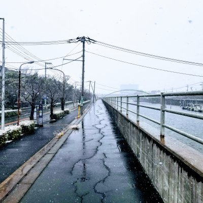 新浦安  冨岡 境川 さくら通り 雪